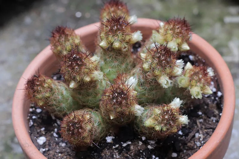 Cactus toile d'araignée – photo 1