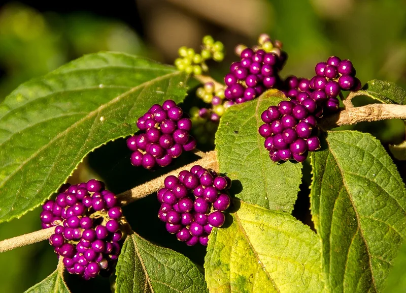 Callicarpe d'amérique – photo 1