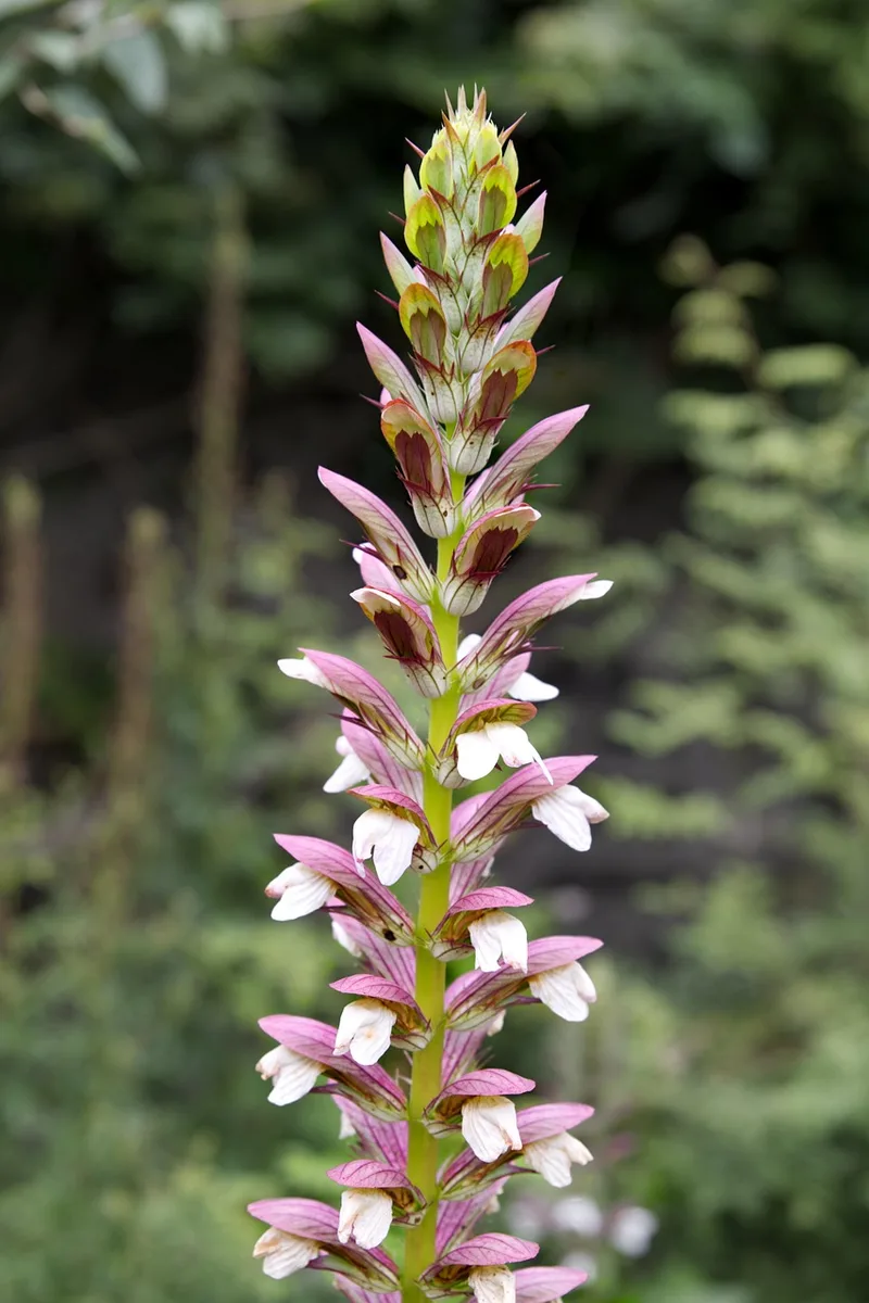 Acanthes – photo 1