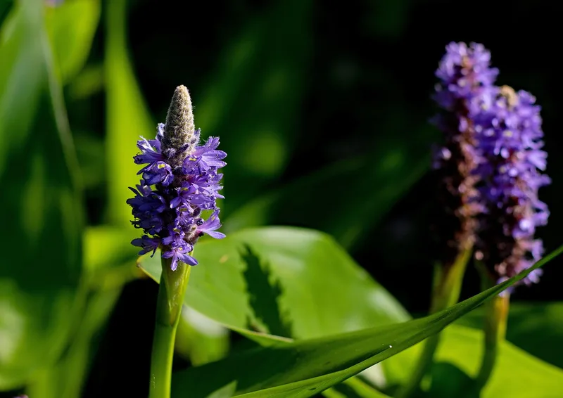Pontédérie à feuilles en cœur – photo 1
