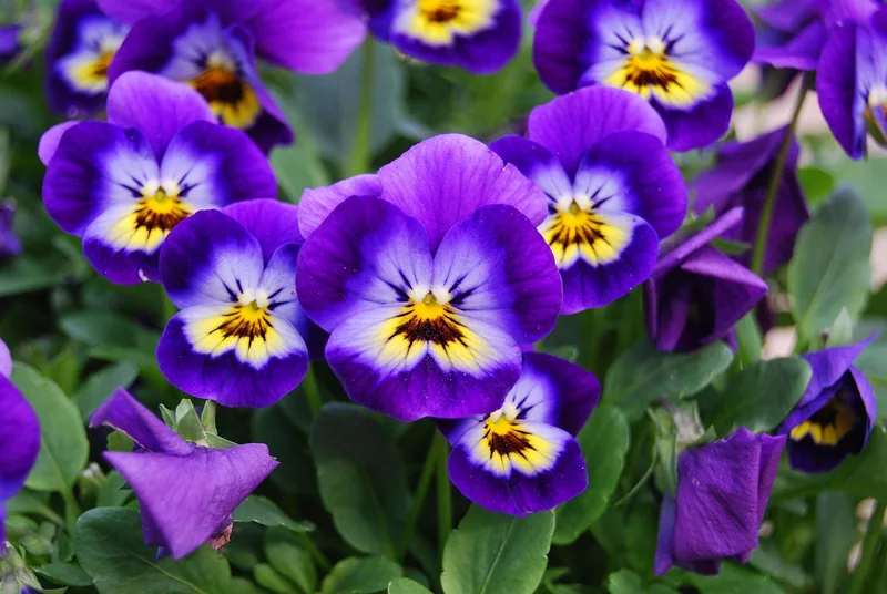 Violette – photo 1