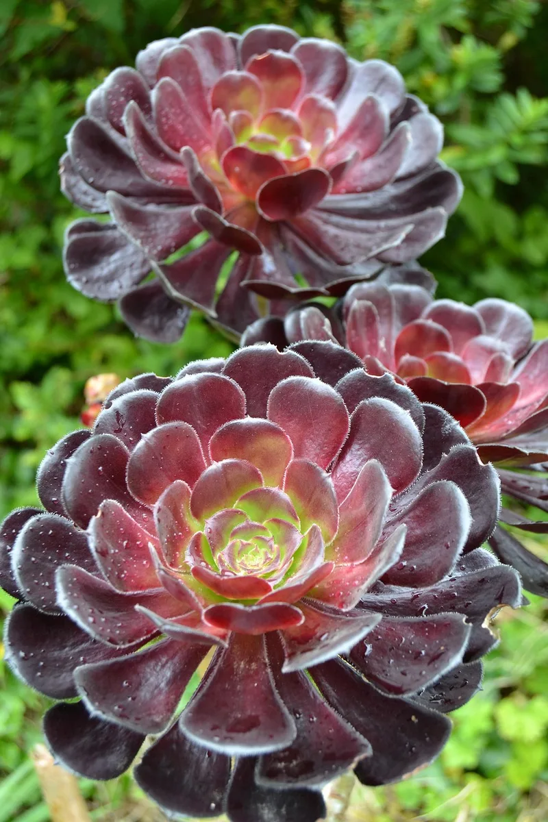 Aeonium – photo 1