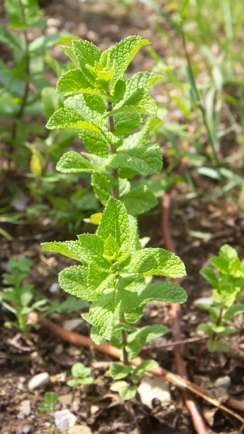 Menthe – photo 1