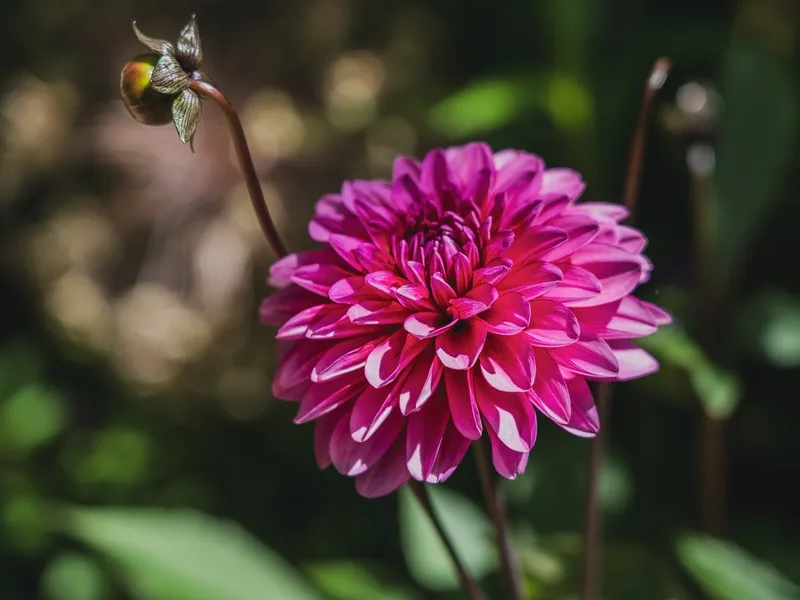 Dahlia – photo 1