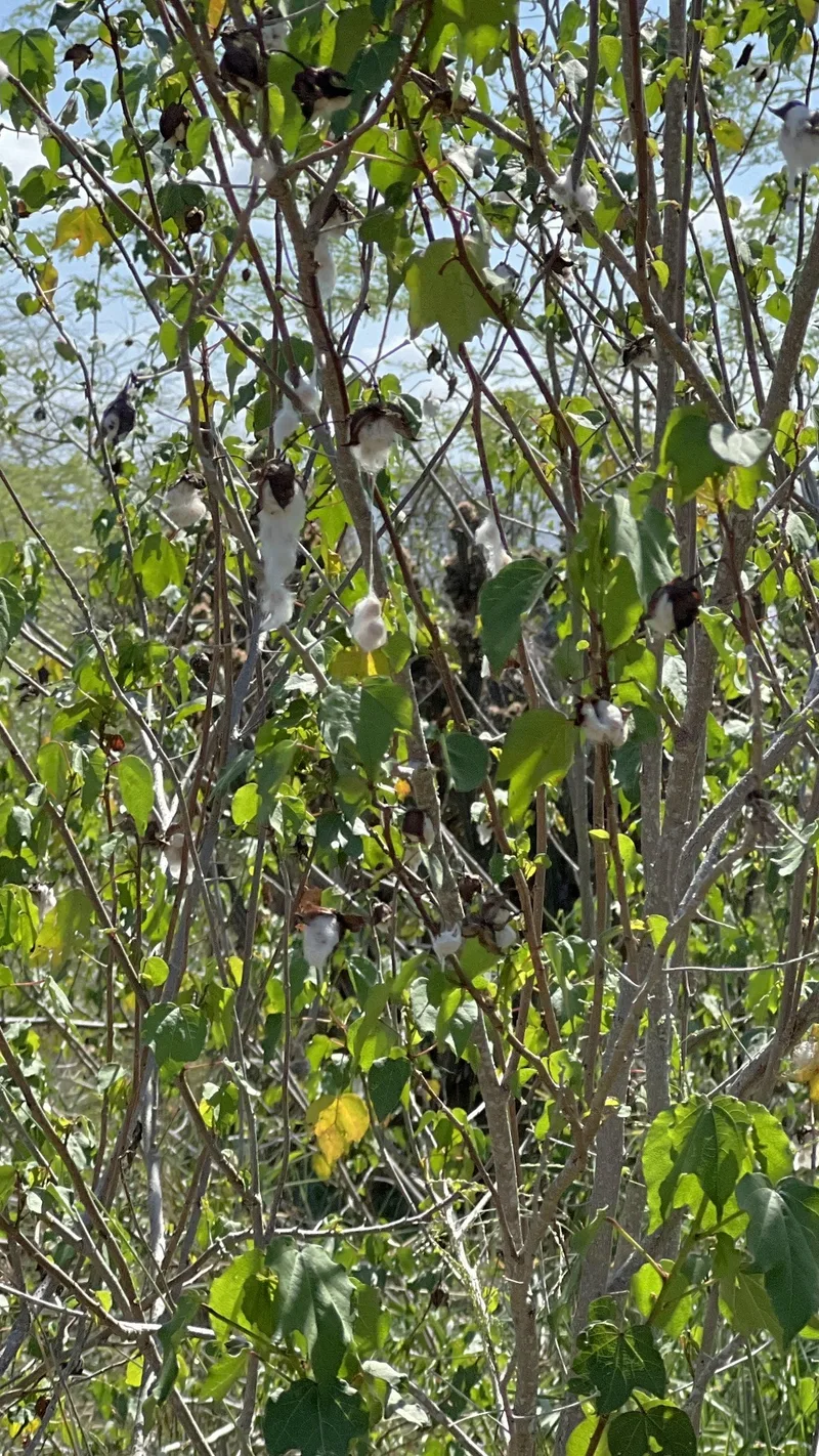 Cotonnier américain – photo 1