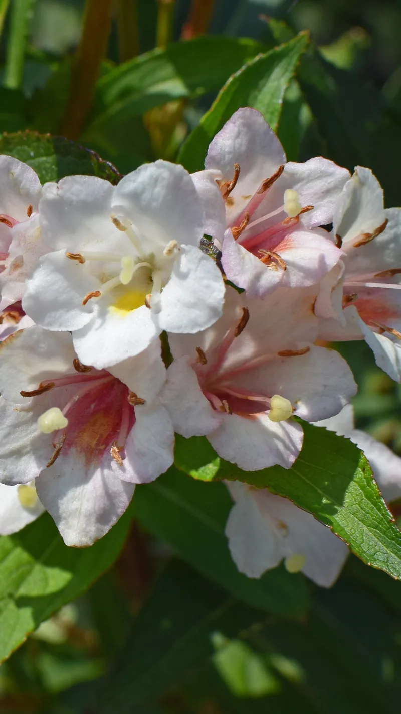 Abelia – photo 2