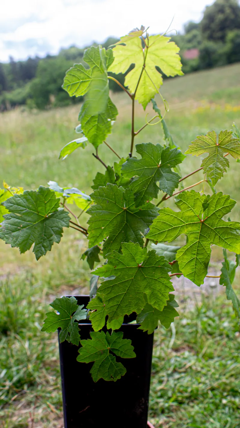 Vigne – photo 2