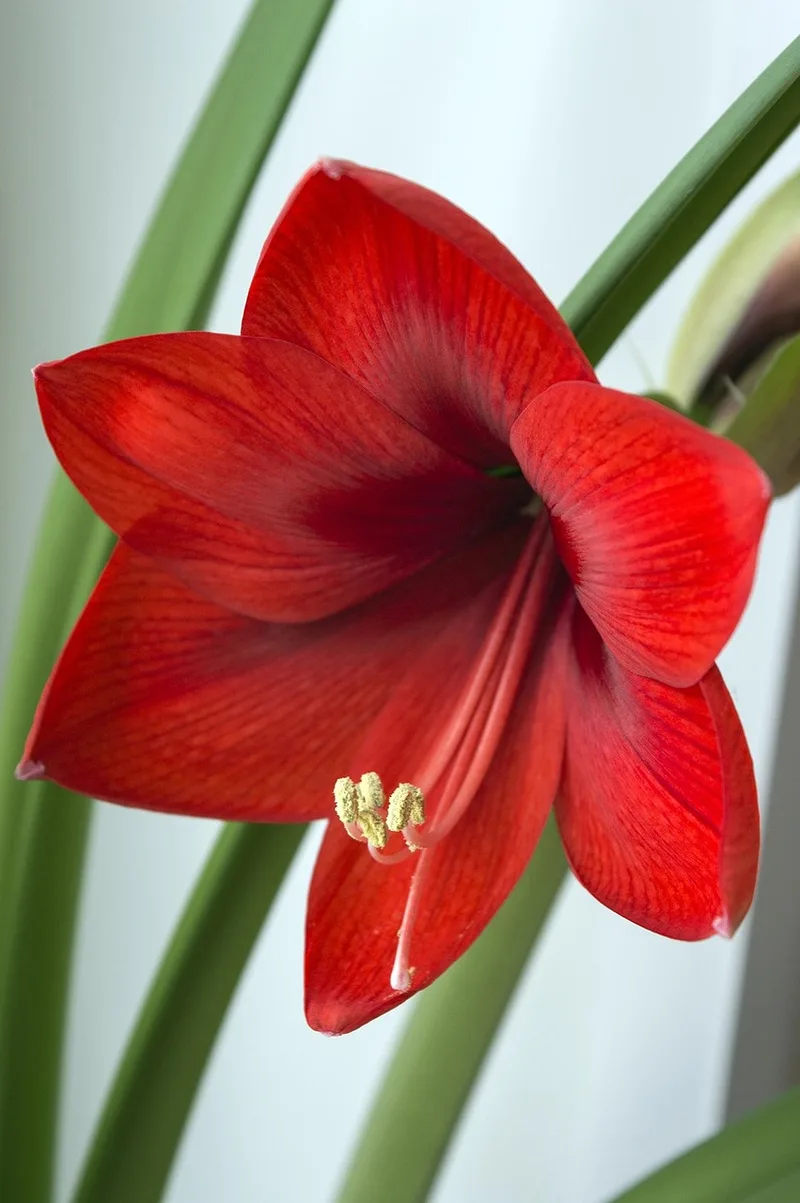 Amaryllis – photo 1