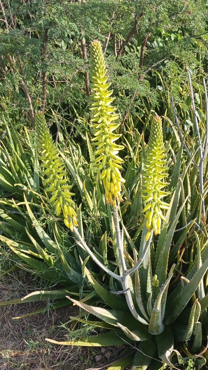Aloe – photo 1