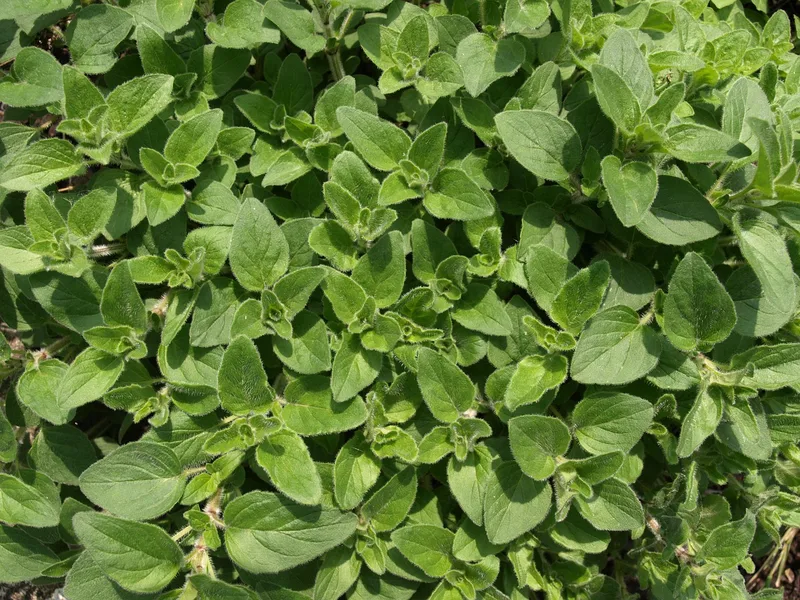 Origan – photo 1