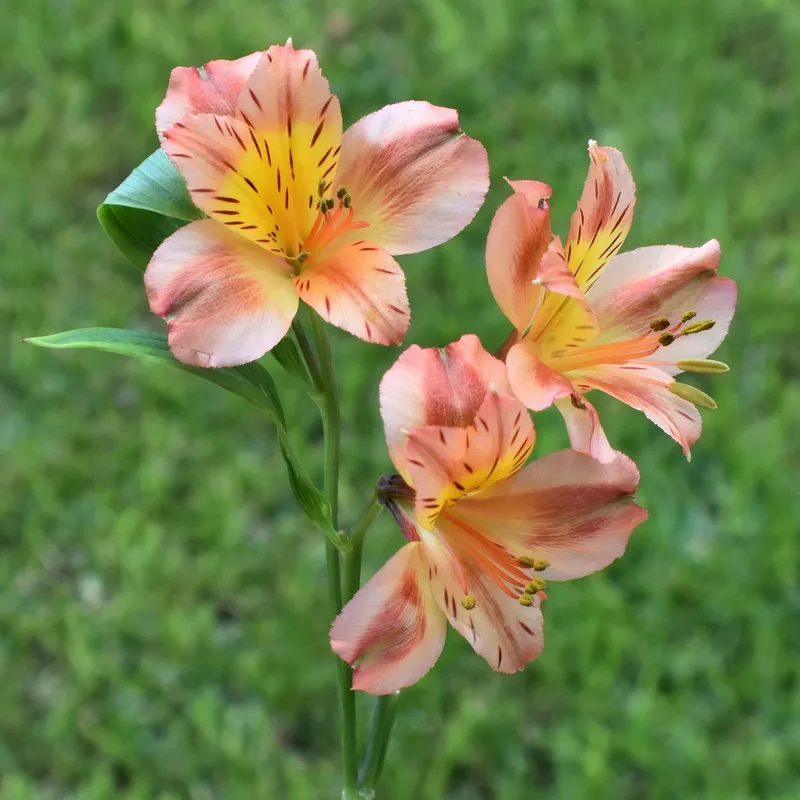 Alstroemeria – photo 1