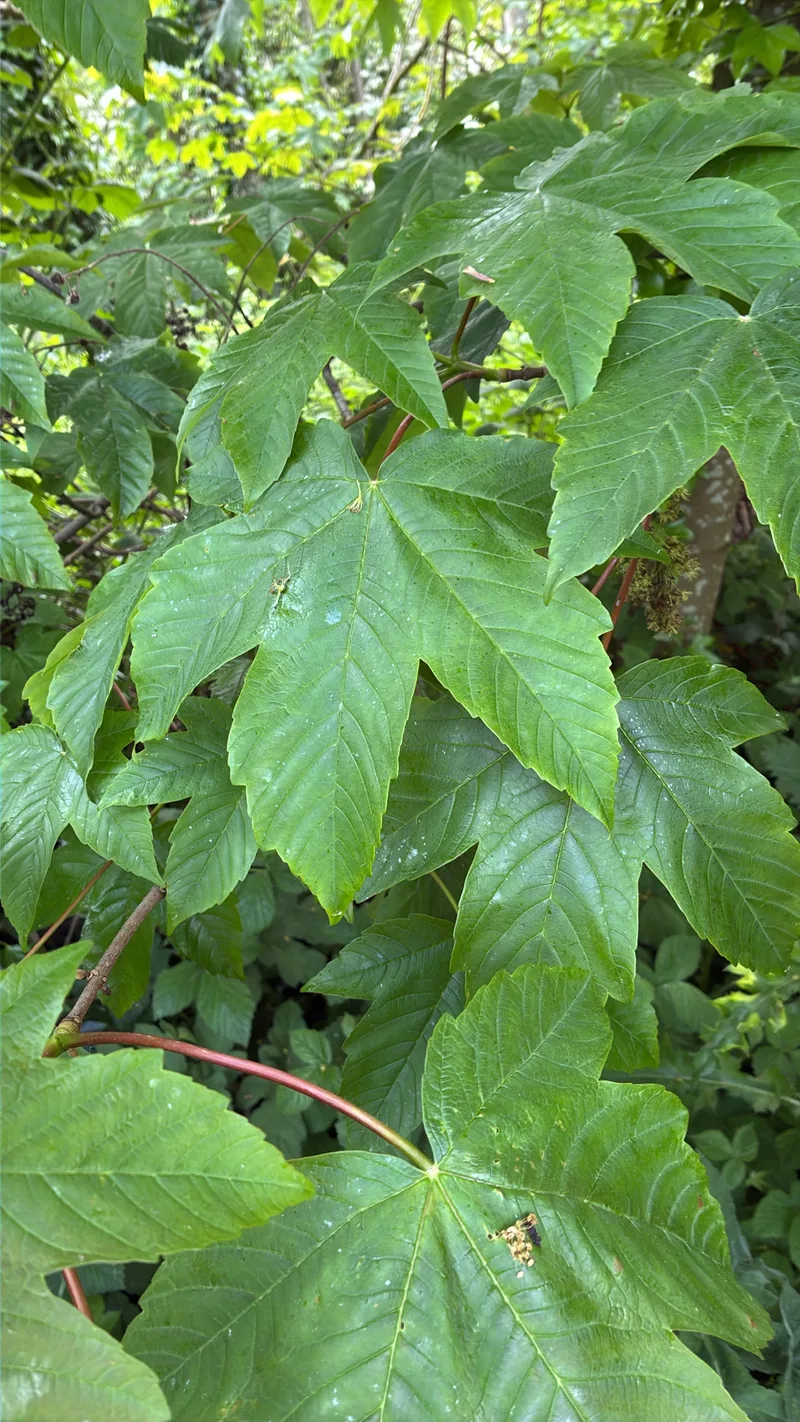 Érable sycomore – photo 4