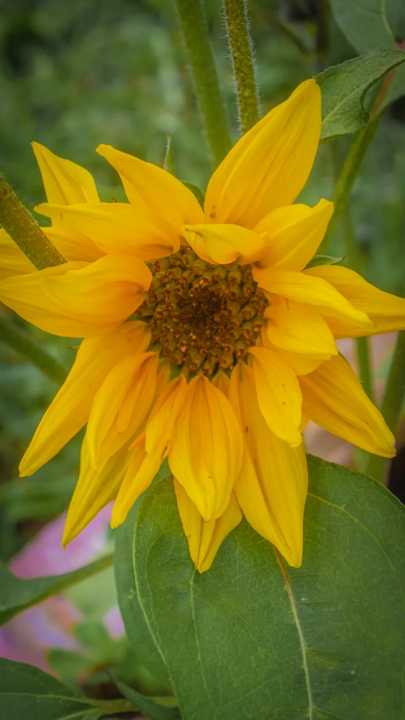 Tournesol – photo 4