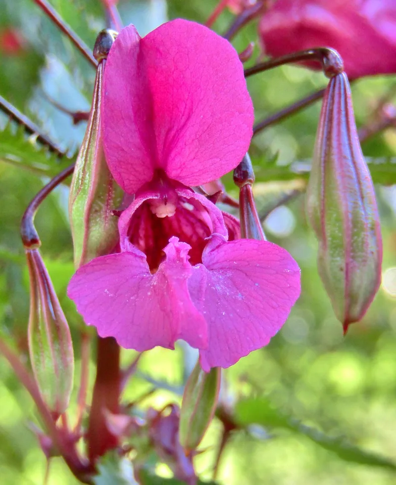 Balsamine de l'himalaya – photo 1