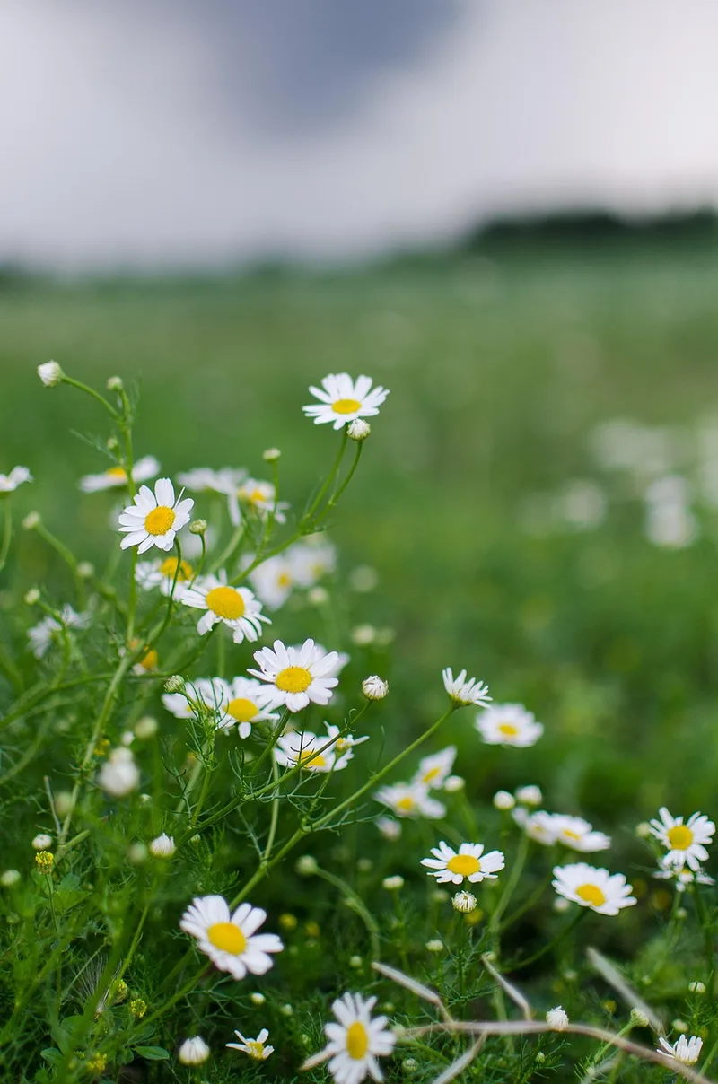 Camomille – photo 1