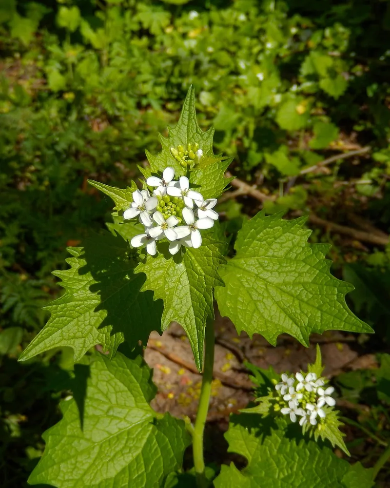 Alliaire officinale – photo 1