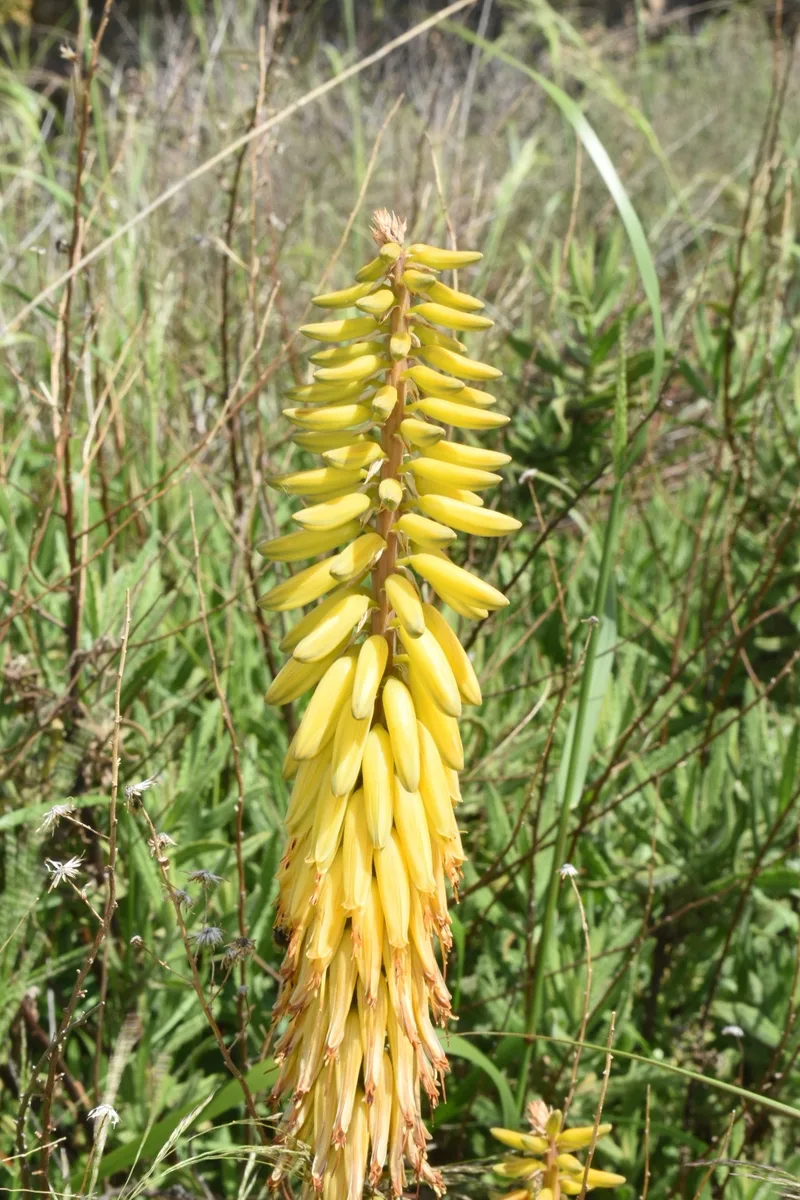 Aloe – photo 3