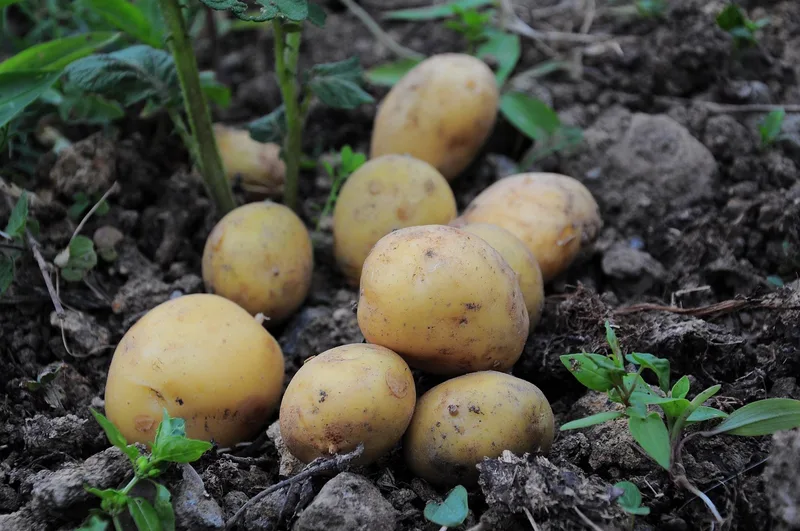 Pommes de terre – photo 6