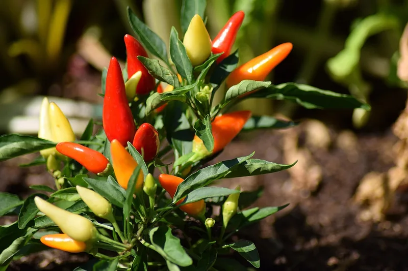 Piment – photo 5