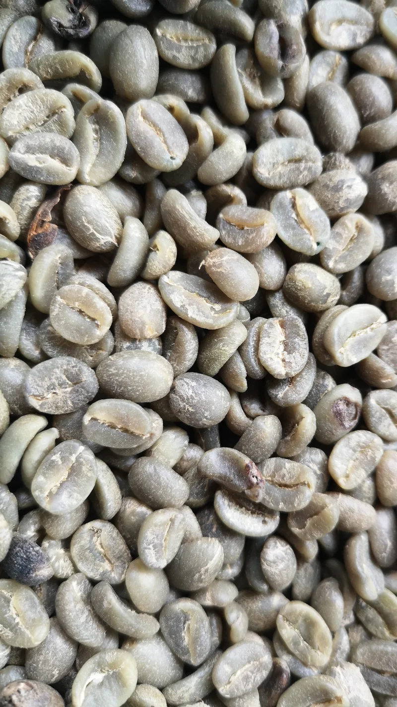 Caféier d'Arabie – photo 2