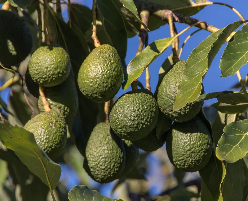 Avocatier – photo 1