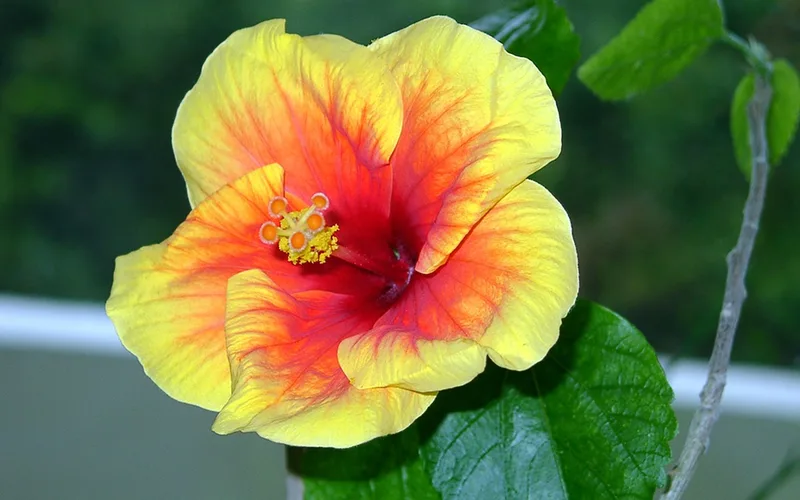 Hibiscus – photo 1