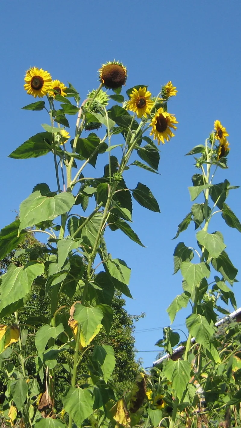 Tournesol – photo 1