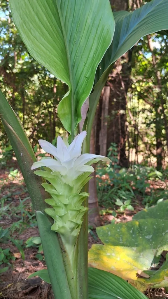 Curcuma (curcuma longa) – photo 1