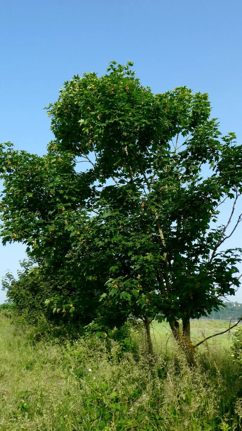 Érable sycomore – photo 1