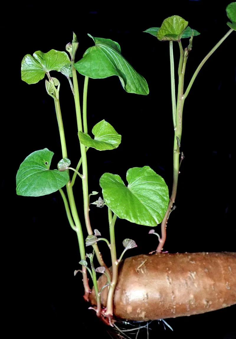 Patate douce – photo 1