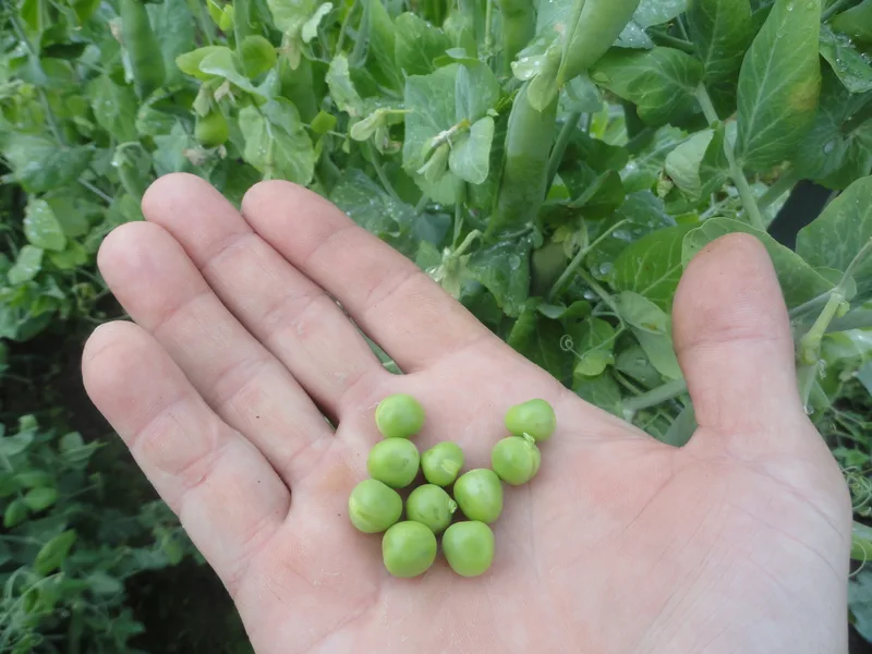 Pois – photo 2