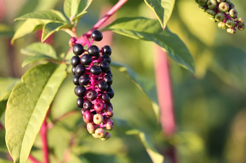 Raisin d'Amérique ou Raisin des teinturiers – photo 1