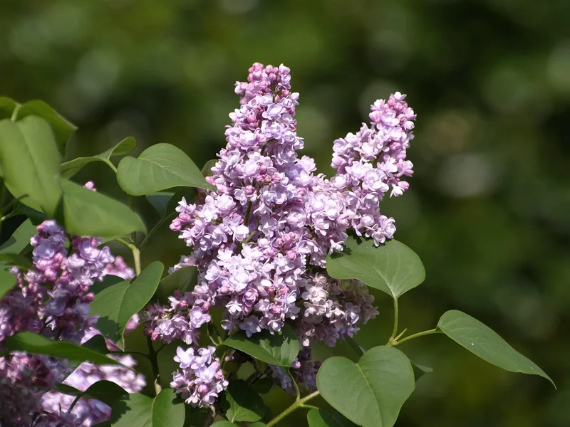 Lilas commun – photo 1