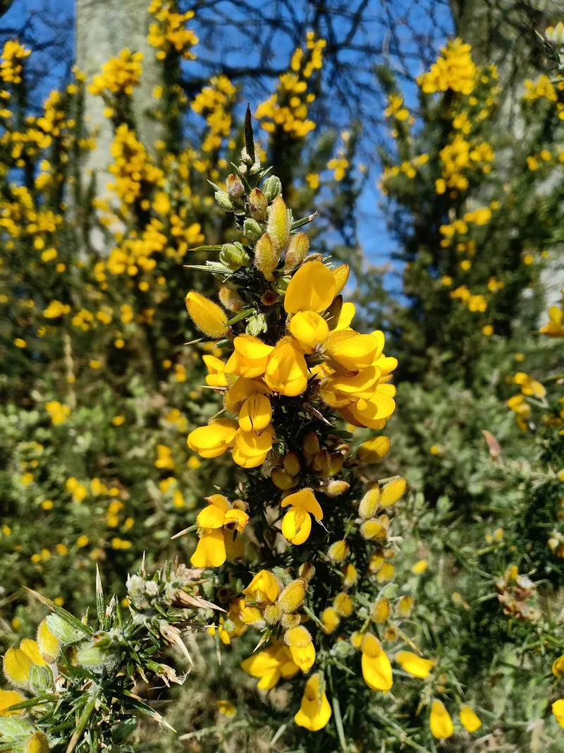 Ulex – photo 1