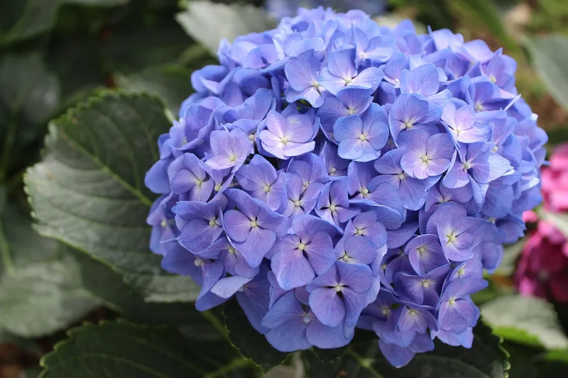 Hortensia – photo 1
