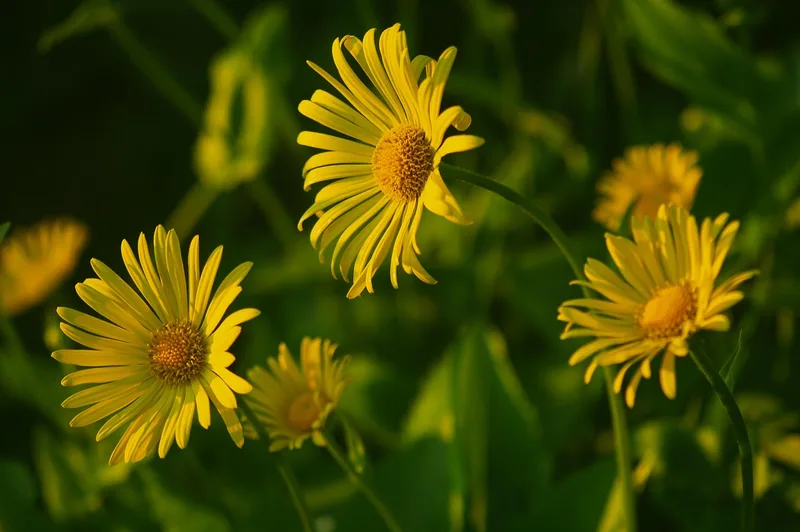 Camomille jaune – photo 1