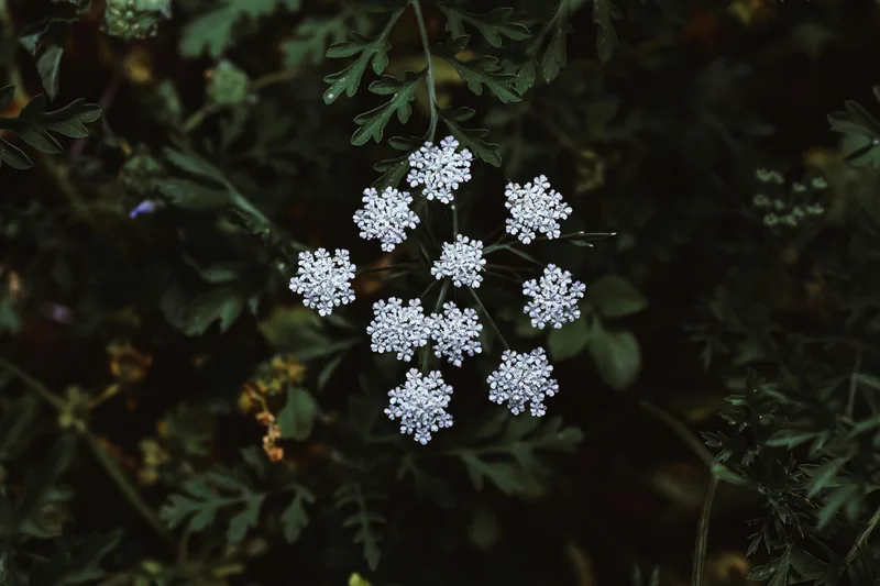 Ammi – photo 1