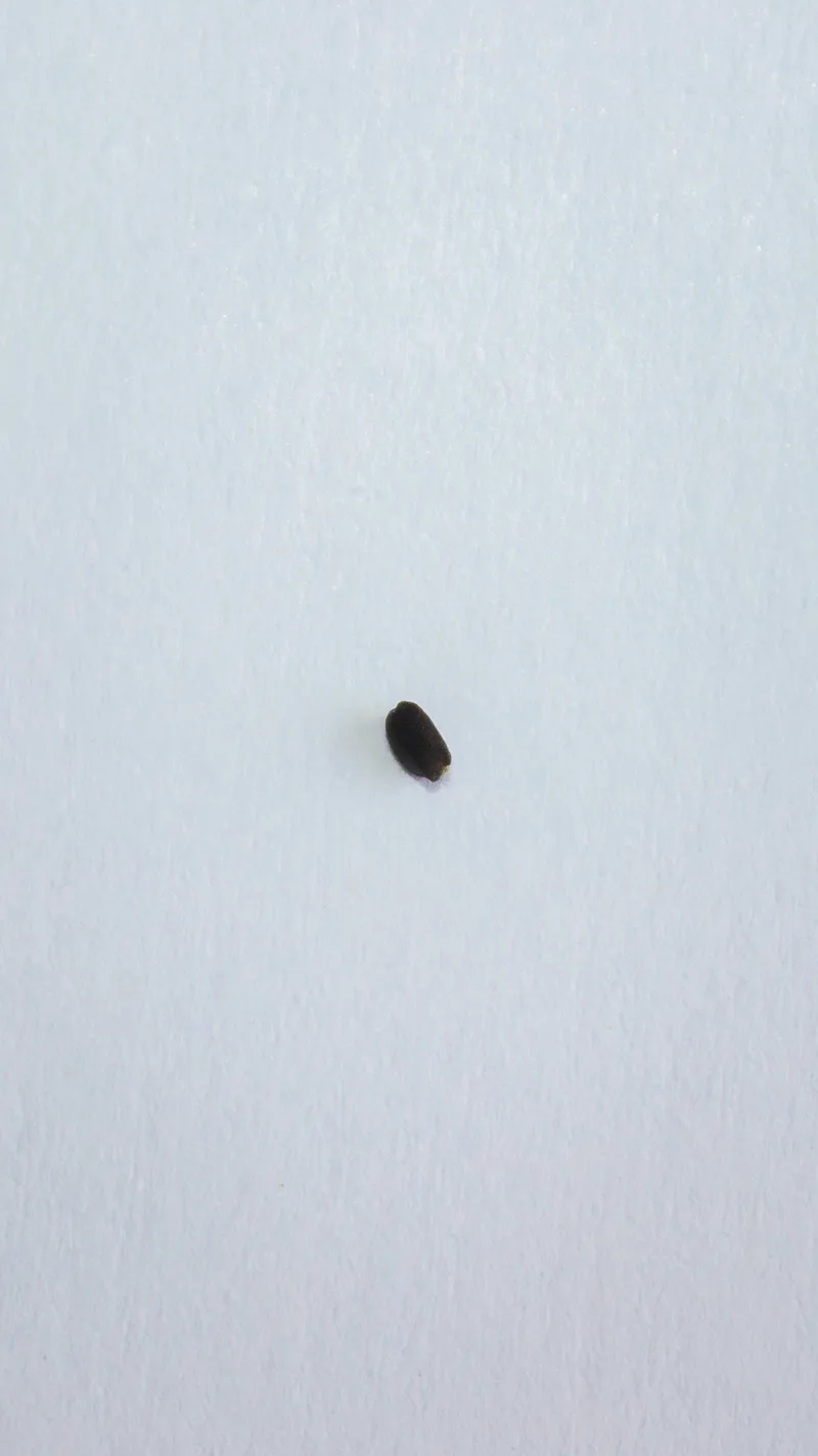 Basilic – photo 2