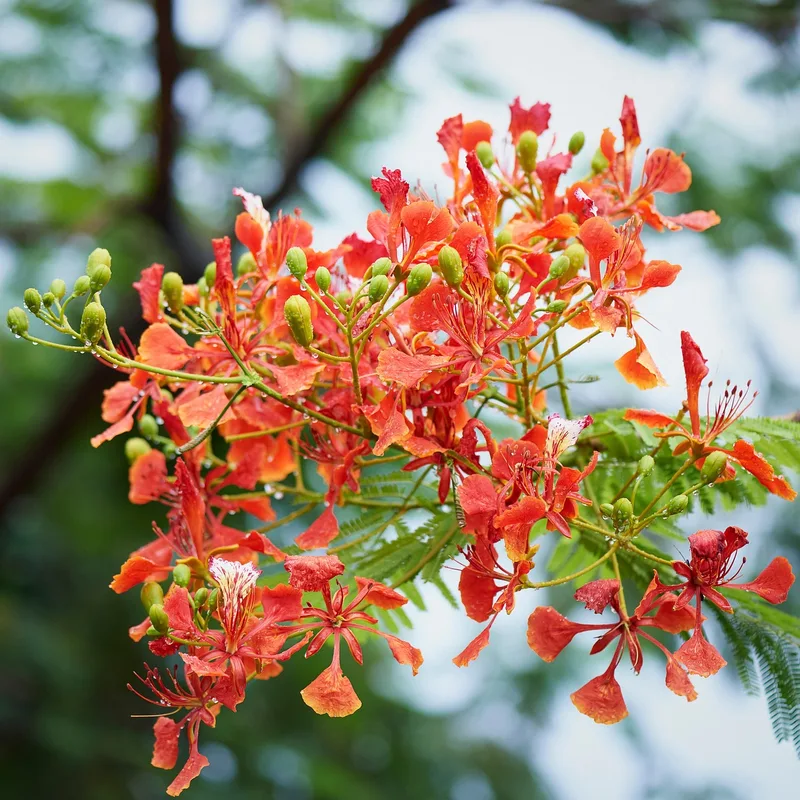 Flamboyant – photo 1