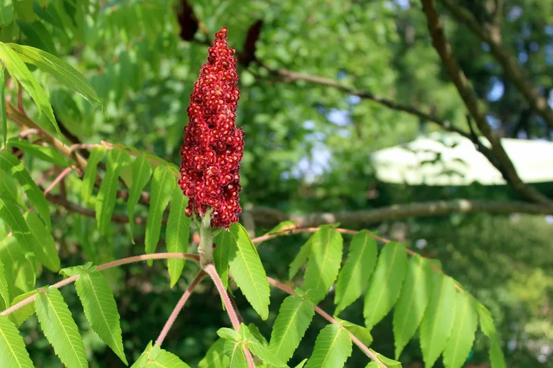 Sumac vinaigrier – photo 1