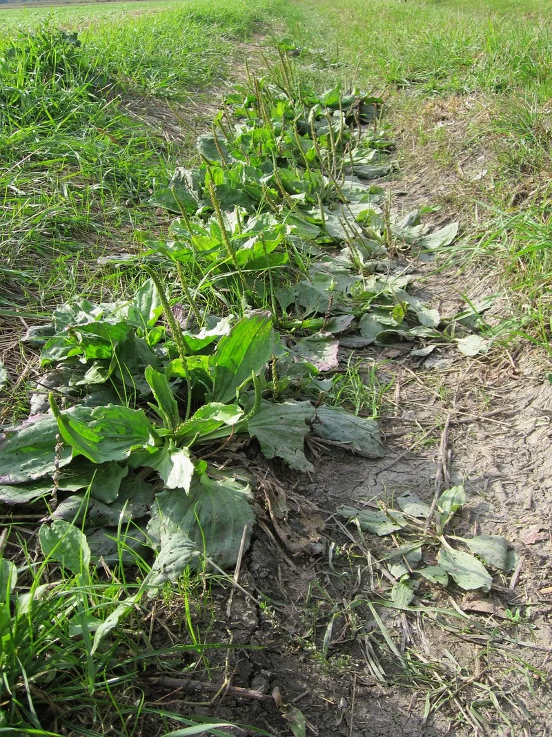 Grand Plantain – photo 1