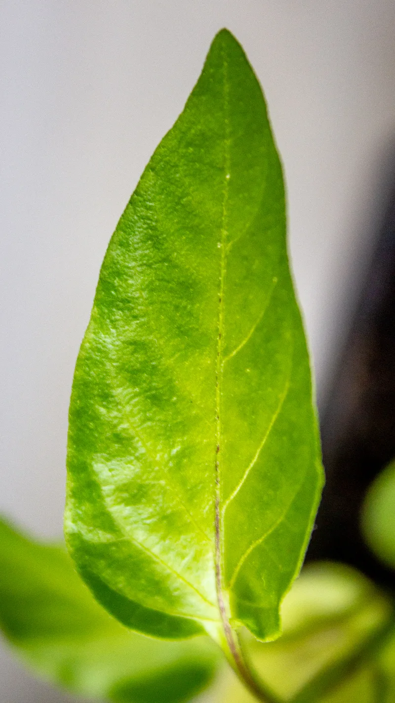 Piment – photo 3