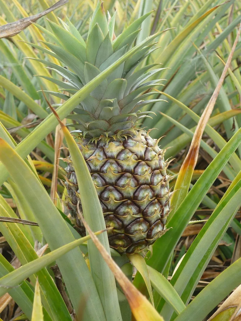 Ananas – photo 1