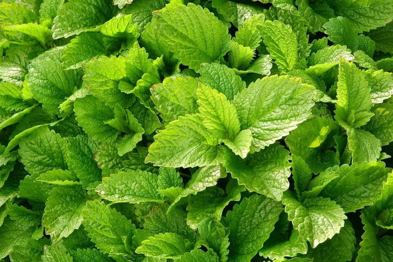 Mélisse officinale – photo 1