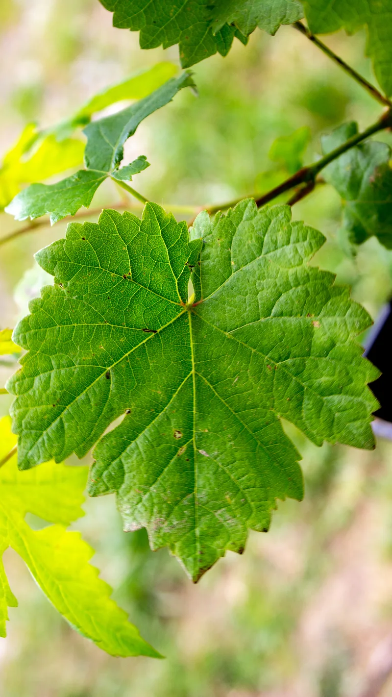 Vigne – photo 3