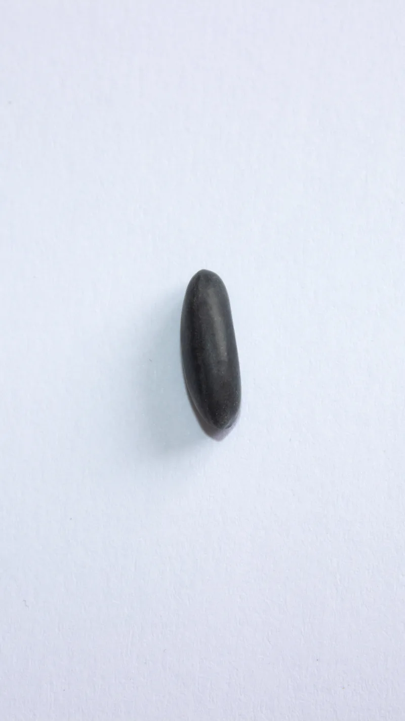 Haricot – photo 2