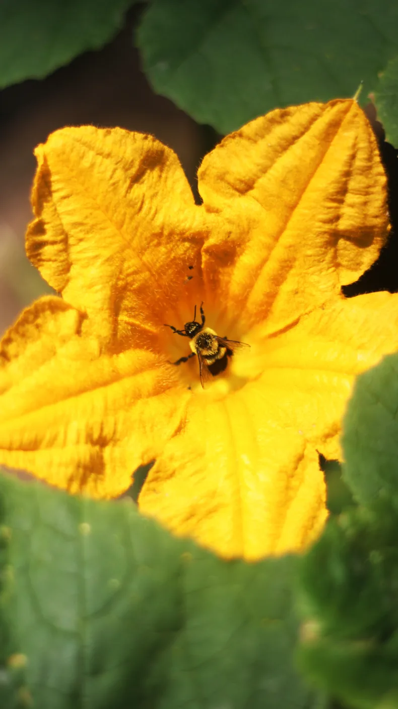 Courge – photo 5