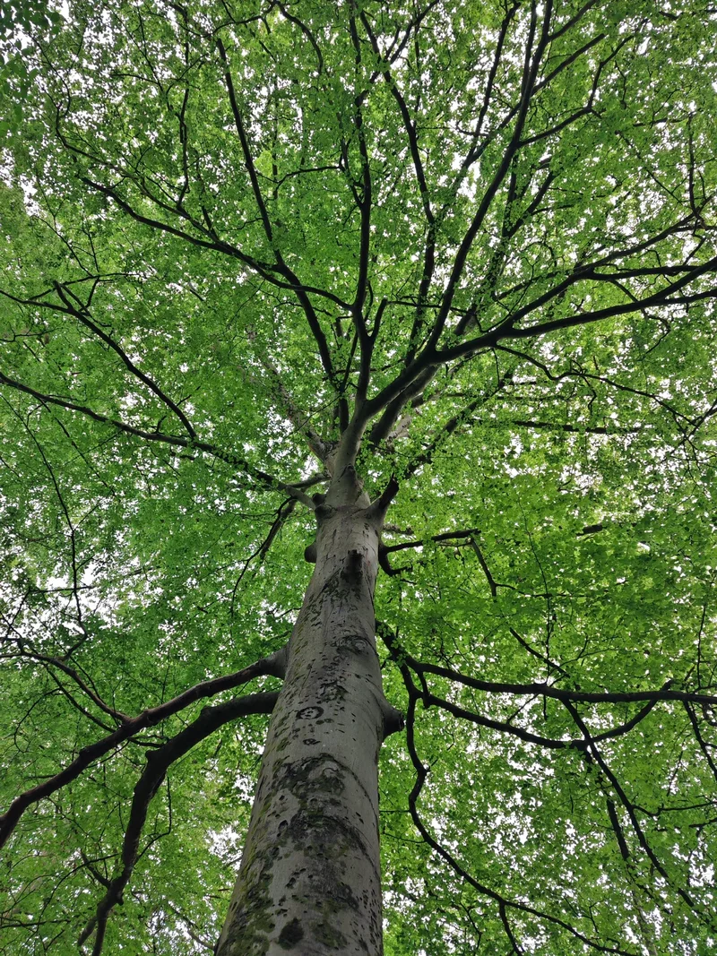 Hêtre commun – photo 1