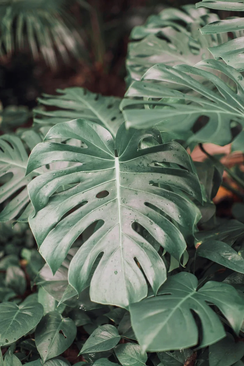 Monstera – photo 1