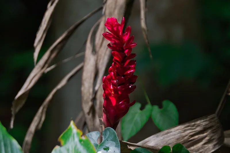 Gingembre rouge – photo 1